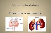 Anatomia Endócrina II