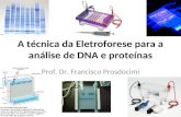 A técnica da Eletroforese para a análise de DNA e proteínas