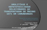 Urolitíase  e  hepatotoxicidade  relacionados ao transportador de ânions Sat1 em camundongos