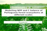 Modelação da PPL e do balanço de C dos ecossistemas florestais portugueses a diferentes escalas