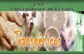 UNIC –  UNIVERSIDADE DE CUIABÁ