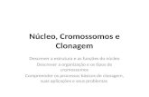 Núcleo, Cromossomos e Clonagem