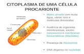 CITOPLASMA DE UMA CÉLULA PROCARIONTE