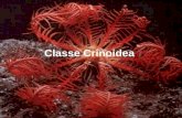 Classe Crinoidea
