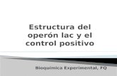 Estructura del  operón lac  y el control positivo
