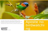 Aposte no  birdwatching brasileiro