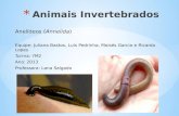 Animais  Invertebrados