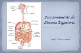 Funcionamento do Sistema Digestório
