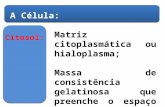 Matriz citoplasmática ou hialoplasma;