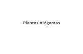 Plantas  Alógamas