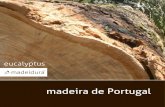 Eucalipto Madeidura - madeira de Portugal