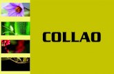 Collao - Catálogo 2014
