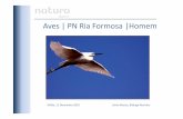 As Aves da Ria Formosa