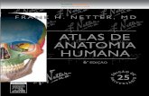 Netter - Atlas Anatomia Humana 6ª edição