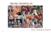 Reino Animalia - Prof. Anacleto.ppt