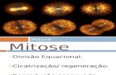 Citogenética – Divisão Celular – Mitose