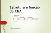 Estrutura e função do RNA Vera Andrade. Dogma central  O dogma central da biologia é que a informação estocada no DNA é transferida para moléculas de.