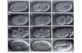 Linhagem celular em Caenorhabditis elegans A origem do tubo digestivo No espaçoNo tempo Maduro & Rothman, Dev. Biol. 246, 68-85, 2002.