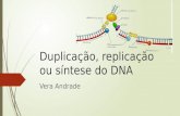 Duplicação, replicação ou síntese do DNA Vera Andrade.
