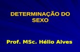 DETERMINAÇÃO DO SEXO Prof. MSc. Hélio Alves. Sexo do embrião: determinado no momento da fecundação depende de o espermatozóide conter um cromossomo X.