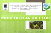 Por Andréa de Vasconcelos Freitas Pinto Universidade Federal Rural de Pernambuco Licenciatura em Ciências Biológicas Disciplina: Morfologia e Sistemática.