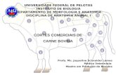 UNIVERSIDADE FEDERAL DE PELOTAS INSTITUTO DE BIOLOGIA DEPARTAMENTO DE MORFOLOGIA E ANATOMIA DISCIPLINA DE ANATOMIA ANIMAL I Profa. Ms. Jaqueline Schneider.