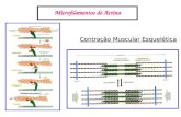 Microfilamentos de Actina Contração Muscular Esquelética