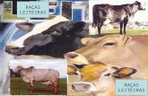 RAÇAS LEITEIRAS RAÇAS LEITEIRAS. APTIDÃO LEITEIRA RAÇAS LEITEIRAS Habilidade “natural” (genética) para produzir leite. Grupo de animais com grande capacidade.
