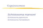 Esquistossomose Schistosoma mansoni Schistosoma japonicum Schistosoma hematobium.
