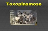 Toxoplasmose. Toxoplasma gondii Ciclo de vida  Ingestão de cistos presentes em carne pelos gatos. O parasita replica-se assexualmente nos enterócitos.