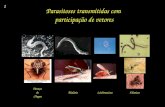 Parasitoses transmitidas com participação de vetores Doença de Chagas MaláriaLeishmanioseFilariose 1.