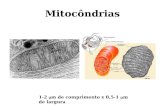 Mitocôndrias 1-2  m de comprimento x 0,5-1  m de largura.