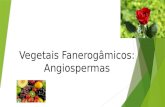 Vegetais Fanerogâmicos: Angiospermas.  Plantas mais adaptadas ao meio terrestre, habitando desde áreas úmidas até desérticas.
