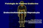 Fisiologia do Sistema Endócrino Endocrinofisiologia da Reprodução Profa. Cristina M. H. Pinto Depto. Ciências Fisiológicas-CCB-UFSC Material disponível.