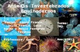 Animais Invertebrados Equinodermos Equipe: Laura Franco, Julia França, Luca Rocha e Maria Fernanda Tristão Professora: Lana Turma: 7M2 Ano: 2013.