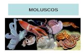 MOLUSCOS. CARACTERIZAÇÃO São animais de corpo mole predominantemente marinhos, embora existam espécies de água doce e terrestre.