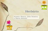 Nomes: Bianca, Júlia Teixeira e Maria Antonia.. Camomila Nome científico; Características; Período de plantio; Período de germinação;