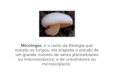 Micologia: é o ramo da Biologia que estuda os fungos, ela engloba o estudo de um grande número de seres pluricelulares ou macroscópicos; e de unicelulares.
