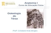 Anatomia I Curso de Educação Física Prof a : Cristiane Krás Borges Osteologia do Tórax.
