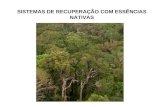 SISTEMAS DE RECUPERAÇÃO COM ESSÊNCIAS NATIVAS. Floresta Primária A floresta primária é aquela caracterizada pela pouca interferência humana, com atividades.