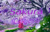 Ciranda em Trovas Sakurá (Cerejeira) Apresentação Para a colônia japonesa, a cerejeira (sakurá) é uma flor sagrada que simboliza o amor e a amizade.