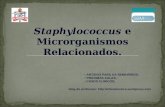Staphylococcus e Microrganismos Relacionados. ARTIGOS PARA OS SEMINÁRIOS; PRÓXIMAS AULAS; CASOS CLÍNICOS; blog do professor: .
