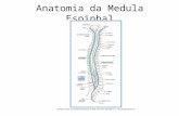 Anatomia da Medula Espinhal. Corte transversal da medula espinhal.