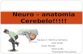 Equipe 2: Patrícia Santana José Jorge Ester Paixão Raimundo Elisangela Gonçalves Neuro – anatomia Cerebelo!!!!!