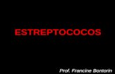 ESTREPTOCOCOS Prof. Francine Bontorin. Família Streptococcacea Gêneros Streptococcus e Enterococcus; Cocos Gram +, que se dispõem em cadeias ou em duplas.
