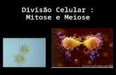 Divisão Celular : Mitose e Meiose. Divisão Celular Definição: Processo pelo qual uma célula se transforma em duas células-filhas. Importância: é a maneira.