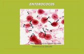 ENTEROCOC0S Enterococcus faecalis. MORFOLOGIA E FISIOLOGIA Arranjo: individuais, pares, cadeias curtas Catalase negativos 2 H 2 O 2  O 2 + 2 H 2 O Anaeróbios.