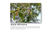 Sara Oliveira O Salgueiro comum (Salix atrocinerea) perde as folhas quando o fotoperíodo diminui e quando este aumenta há novas folhas e florescem.