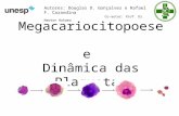 Megacariocitopoese e Dinâmica das Plaquetas Autores: Douglas D. Gonçalves e Rafael F. Carandina Co-autor: Prof. Dr. Newton Hokama.