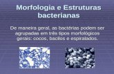Morfologia e Estruturas bacterianas De maneira geral, as bactérias podem ser agrupadas em três tipos morfológicos gerais: cocos, bacilos e espiralados.